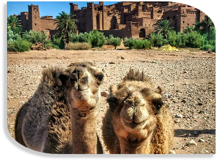 Morocco private tours from Marrakech,desert Morocco travel